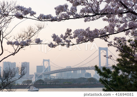 [東京]東京黃昏的櫻花日落 41694081