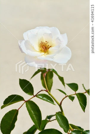 White roses (Iceberg) White roses (Iceberg) 41694115