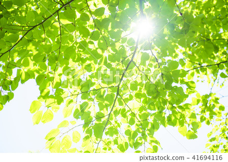 Refreshing fresh green and sun Refreshing fresh green and sun 41694116