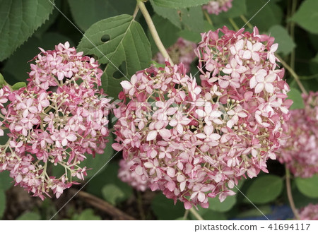 Hydrangea of a floret Hydrangea of a floret 41694117