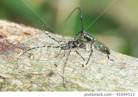 Kiboshikamikiri Kiboshikamikiri 41694513