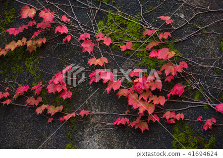 Autumn tinted ivy 41694624