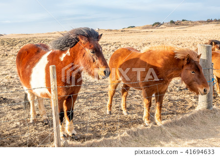 Icelandic horse in farm in Iceland 41694633