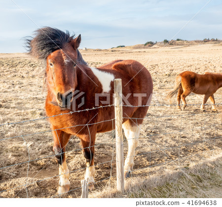 Icelandic horse in farm in Iceland Icelandic horse in farm in Iceland 41694638