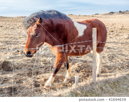 Icelandic horse in farm in Iceland Icelandic horse in farm in Iceland 41694639