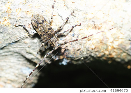 Naga Gomakokami 41694670