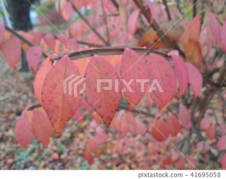 秋葉的安排 41695058