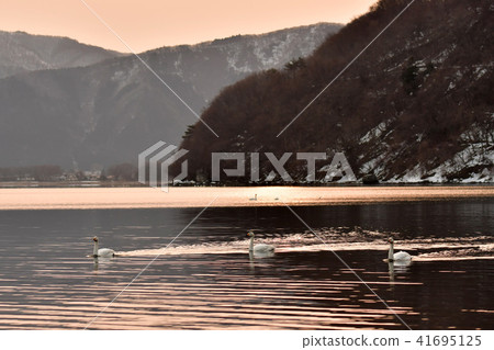 在豬苗代湖的天鵝 41695125
