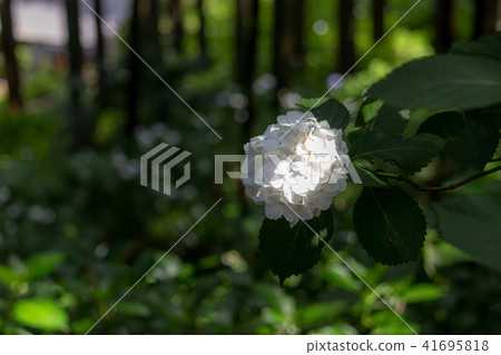 Hattori Farm Hydrangea in Hydrangea House Mobara City in Chiba Prefecture 41695818