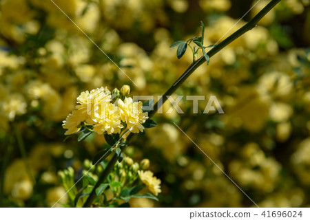 Rosa foetida. Persian yellow rose Rosa foetida. Persian yellow rose 41696024