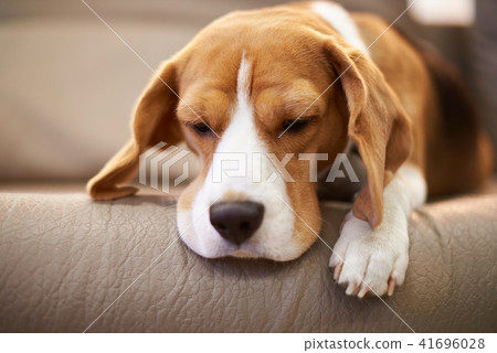 Beagle dog sleeping on coach Beagle dog sleeping on coach 41696028