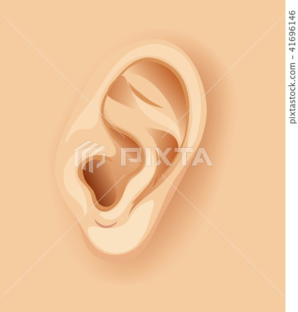 A Human Ear Close Up 41696146