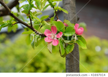 卡琳的花 41697014