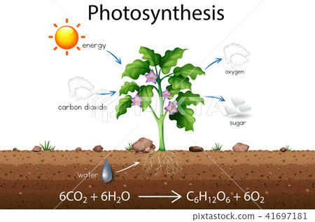 Photosynthesis explanation science diagram 41697181