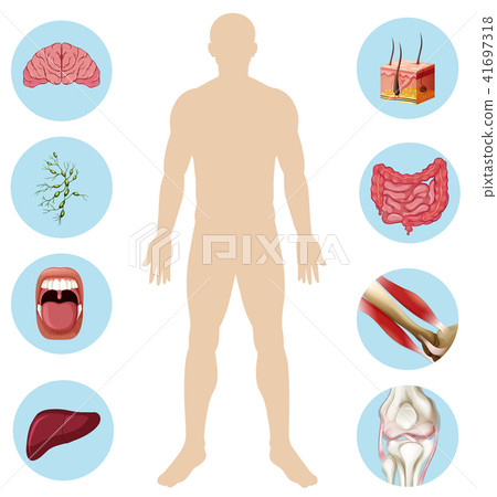Human Organ Anatomy Part of Body 41697318