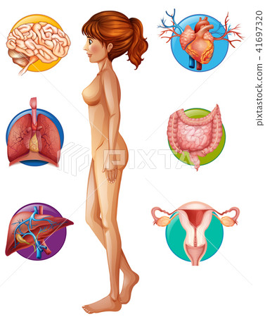 A Human Anatomy and Organ 41697320