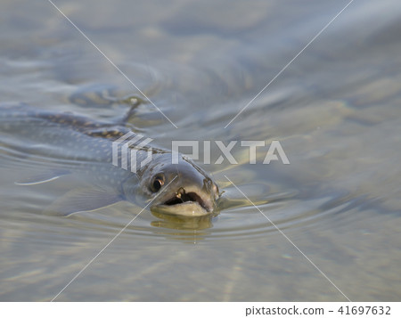 虹鱒魚探出水面（前） 41697632