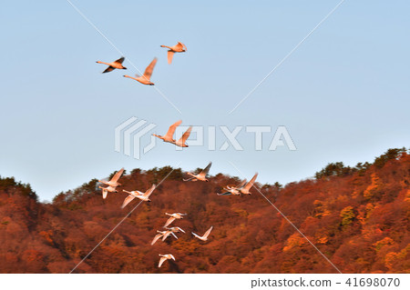 天鵝在Oyamagoshitakei 41698070