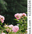 Rose of pink 41698104