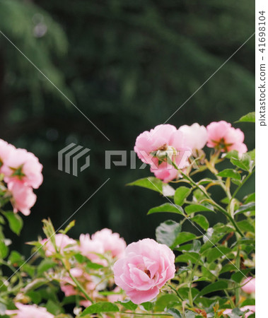 Rose of pink 41698104