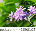 Pink flowers 41698105