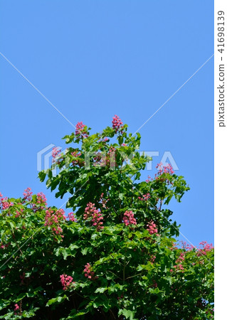 紅花栗子 紅花栗子 41698139