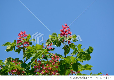 紅花栗子 41698142