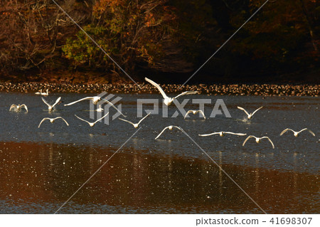 Swan in Oyamagoshitakei 41698307