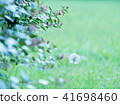 Dandelions beside the implant 41698460