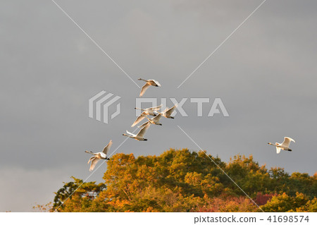 Swan in Oyamagoshitakei 41698574