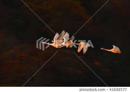 Swan in Oyamagoshitakei 41698577
