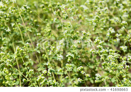 Up of white sweet marjoram flowers Up of white sweet marjoram flowers 41698663