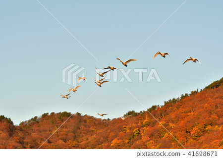 Swan in Oyamagoshitakei 41698671