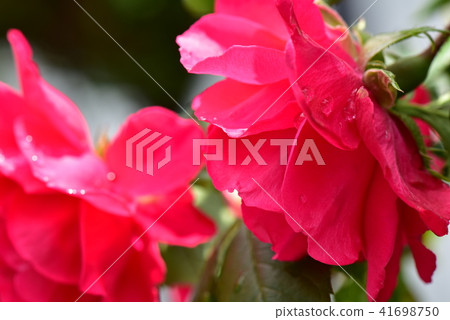 Roses flowers 41698750