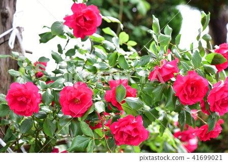 玫瑰 玫瑰 41699021