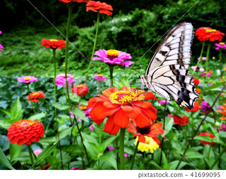 Swallowtail butterfly  41699095