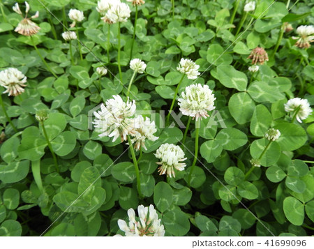 White clover 41699096