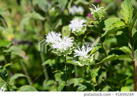 Up of white bergamot flowers Up of white bergamot flowers 41699284