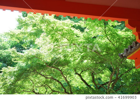 Blue maple and vermillion gate 41699903