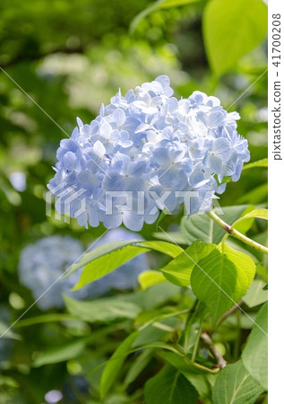 The hydrangea of Kamakura Aketsukinin The hydrangea of Kamakura Aketsukinin 41700208