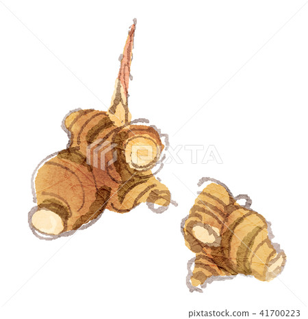 ginger ginger 41700223