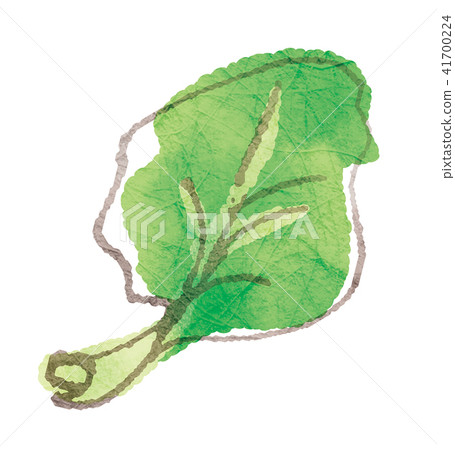 Pickled vegetables: Takana (leaf mustard greens) 41700224