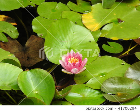 蓮花 41700294