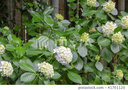 鎌倉共和國寺廟的繡球花 41701120