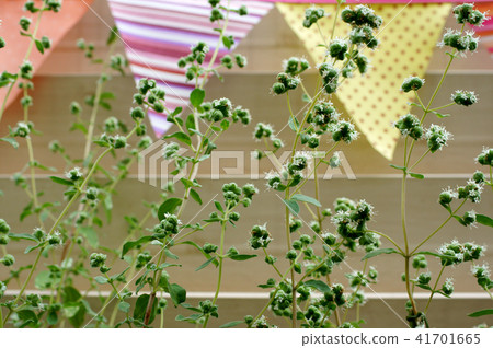Suite Marjoram 41701665