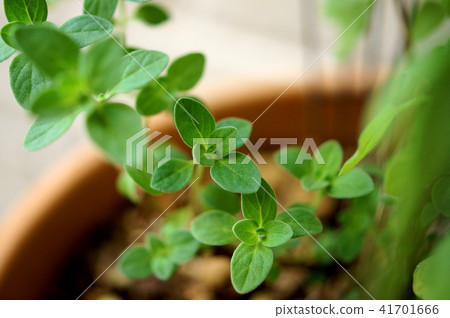 Suite Marjoram 41701666