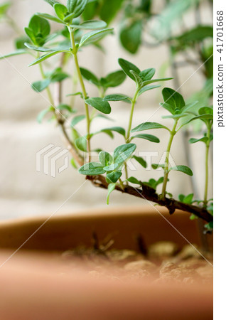 馬鬱蘭套房 41701668