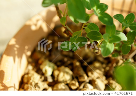 Suite Marjoram 41701671