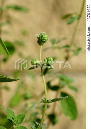 Suite Marjoram 41701672