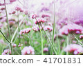 Verbena 41701831